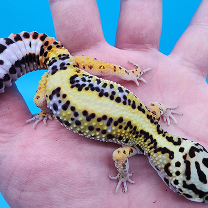 Female Hyper Xanthic Bandit White and Yellow (TBS & Fire Bold Lineage)