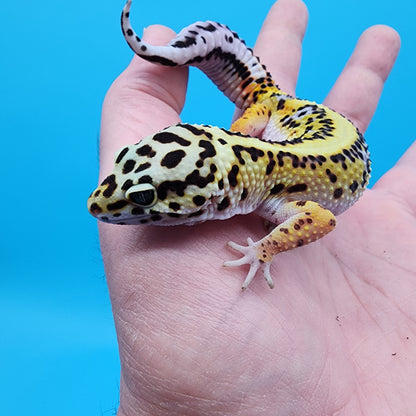 Female Hyper Xanthic Bandit White and Yellow (TBS & Fire Bold Lineage)