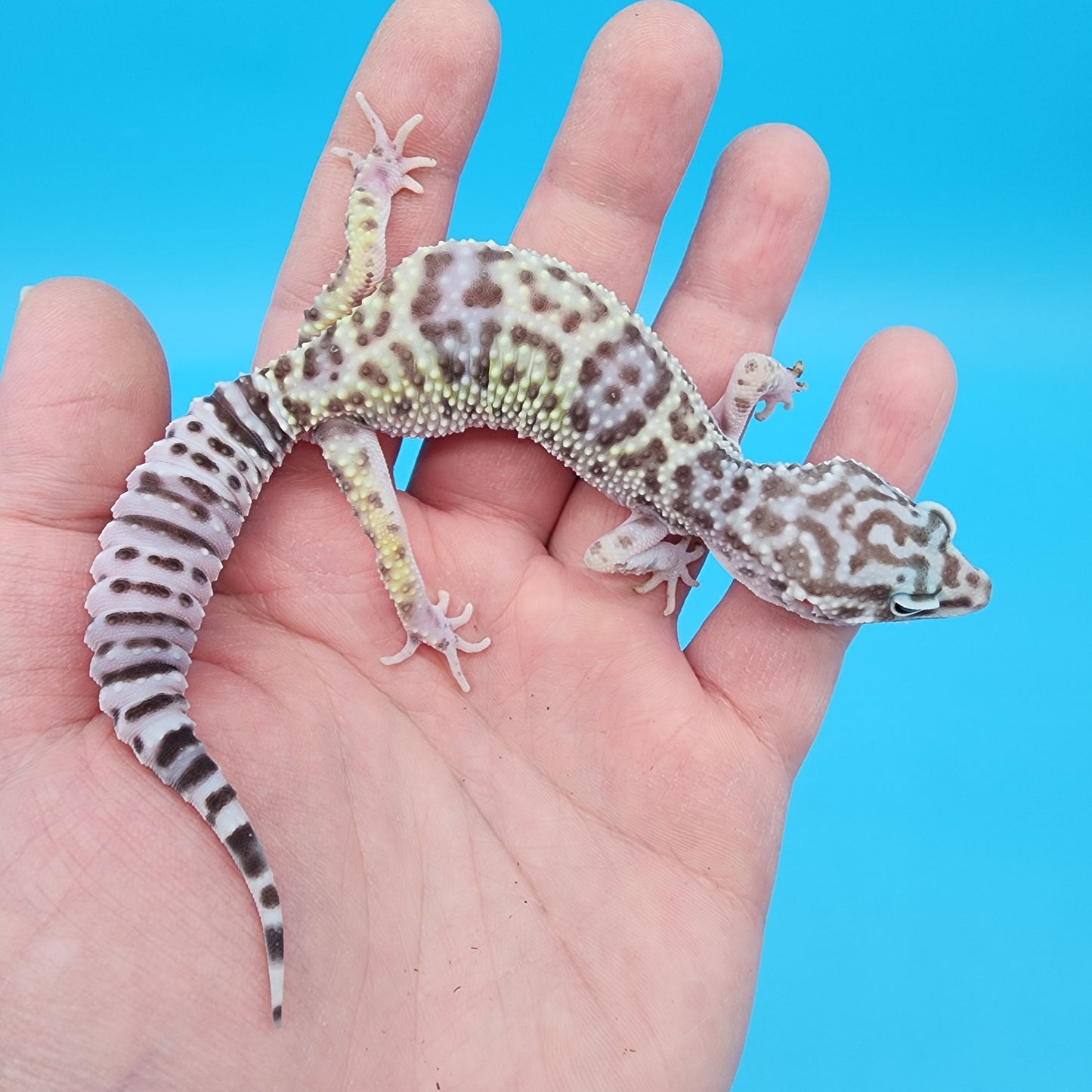 Female Fasciolatus Mack Snow Turmenicus (Rocket Ship Head Stamp)