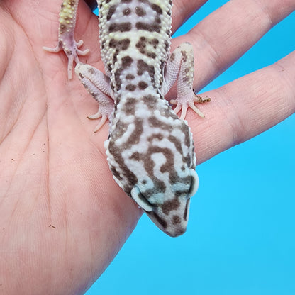 Female Fasciolatus Mack Snow Turmenicus (Rocket Ship Head Stamp)