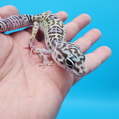 Female Fasciolatus Mack Snow Turmenicus (Rocket Ship Head Stamp)