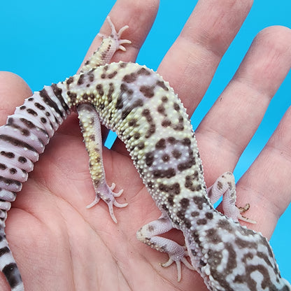 Female Fasciolatus Mack Snow Turmenicus (Rocket Ship Head Stamp)