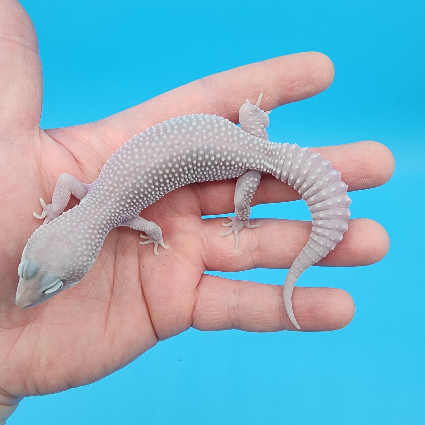 Female Afghanicus Blizzard pos Mack Snow 100% het Diablo Blanco