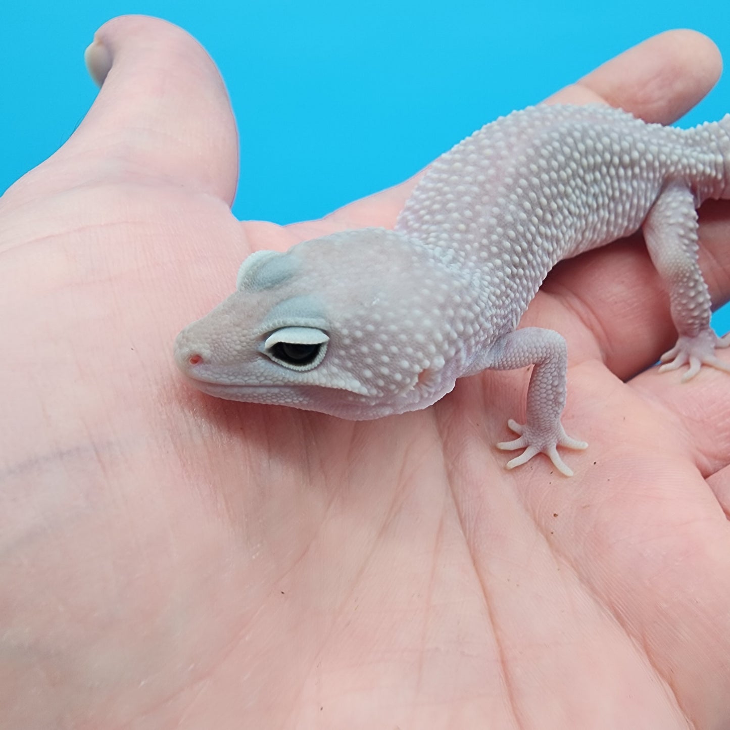 Female Afghanicus Blizzard pos Mack Snow 100% het Diablo Blanco