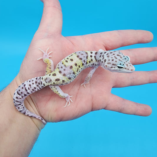 Male Fasciolatus Mack Snow Turmenicus (Pet; Slight High Hip Bone, does not effect Quality of life)