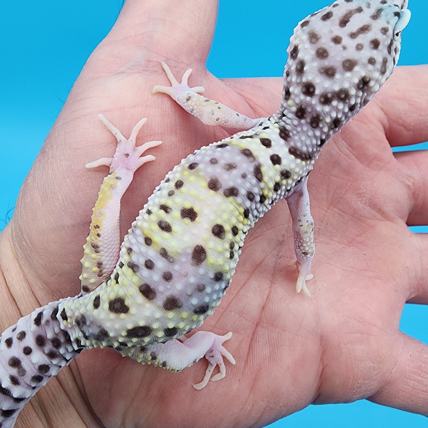 Male Fasciolatus Mack Snow Turmenicus (Pet; Slight High Hip Bone, does not effect Quality of life)