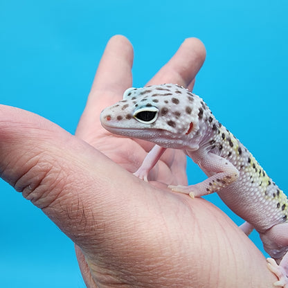 Male Fasciolatus Mack Snow Turmenicus (Pet; Slight High Hip Bone, does not effect Quality of life)