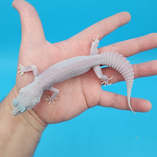 Female Afghanicus Blizzard pos Mack Snow 100% het Diablo Blanco Nice Pinks / Lavenders (Indent Head; read footnote)