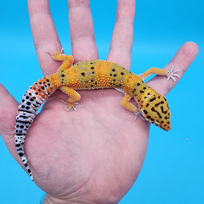 Male Super Giant Mandarin Blood Emerine 100% Het Tremper Albino