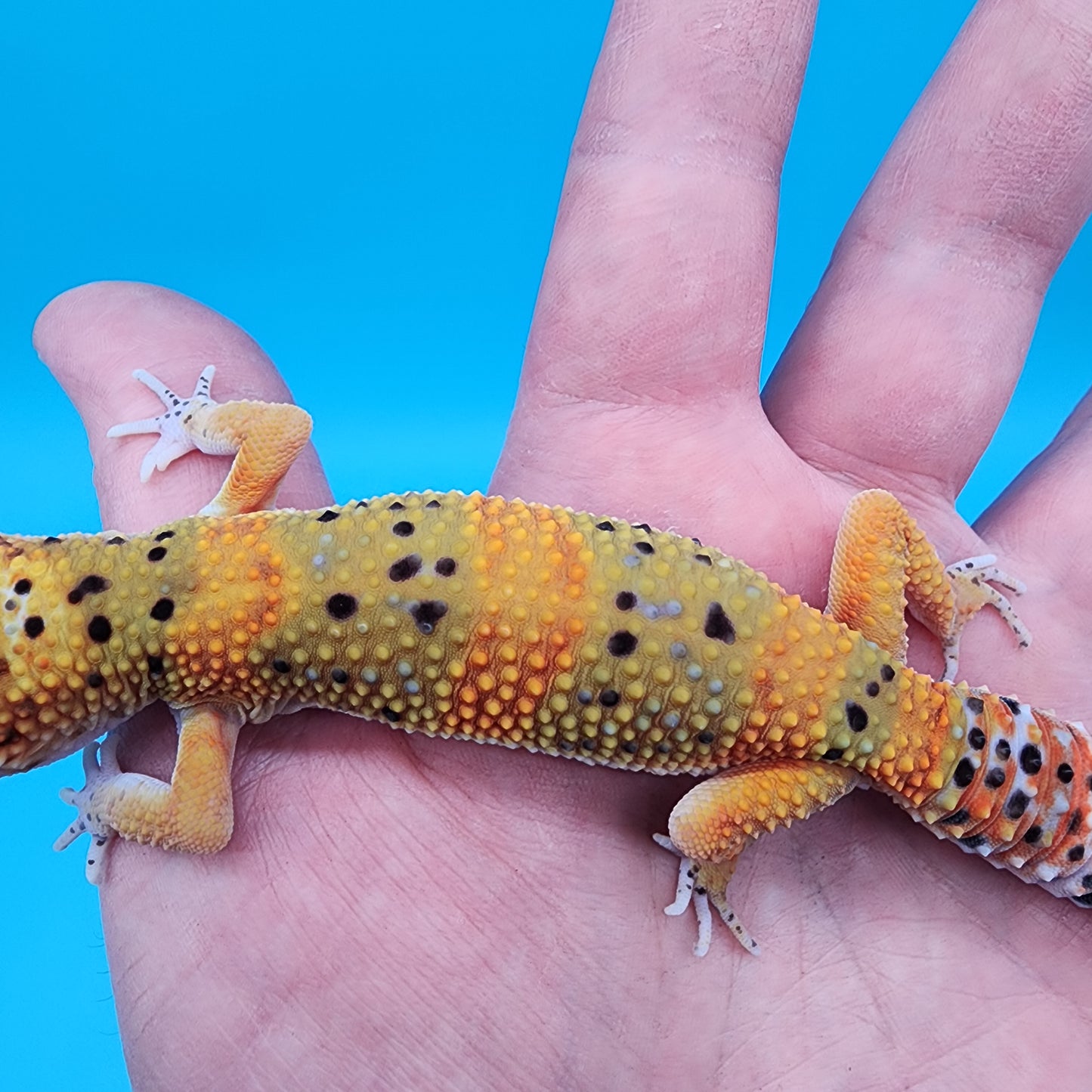 Male Super Giant Mandarin Blood Emerine 100% Het Tremper Albino