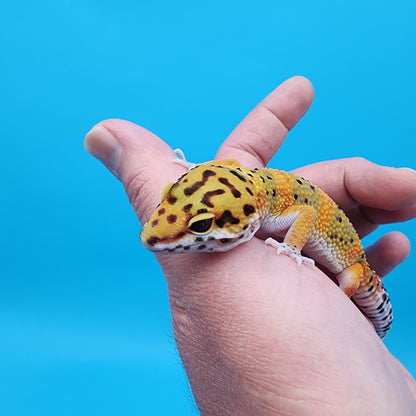 Male Super Giant Mandarin Blood Emerine 100% Het Tremper Albino