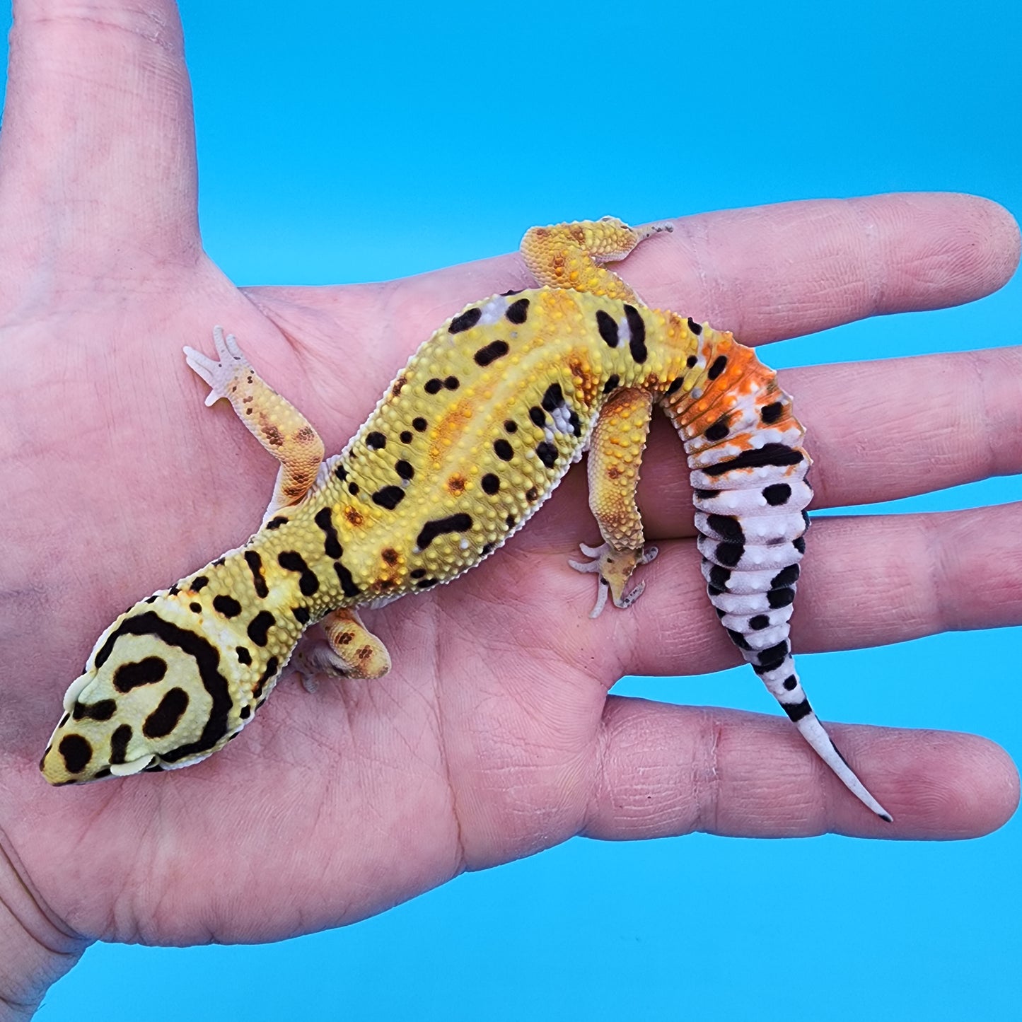 Male Hyper Xanthic Fire Bold Halloween Mask Bandit 100% Het Tremper Albino Possible White & Yellow