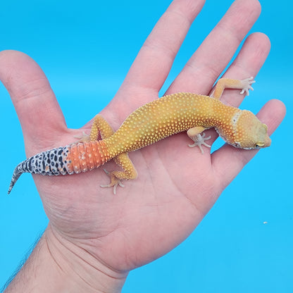 Male Giant Super Hypo Blood