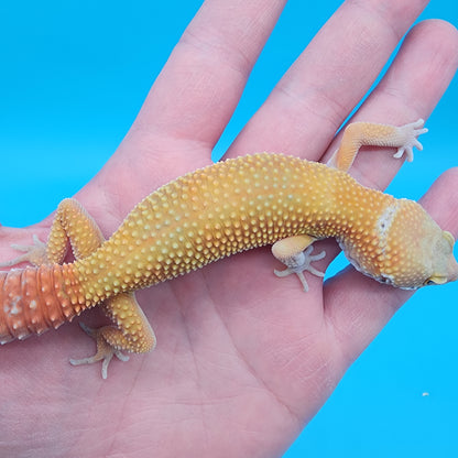 Male Giant Super Hypo Blood