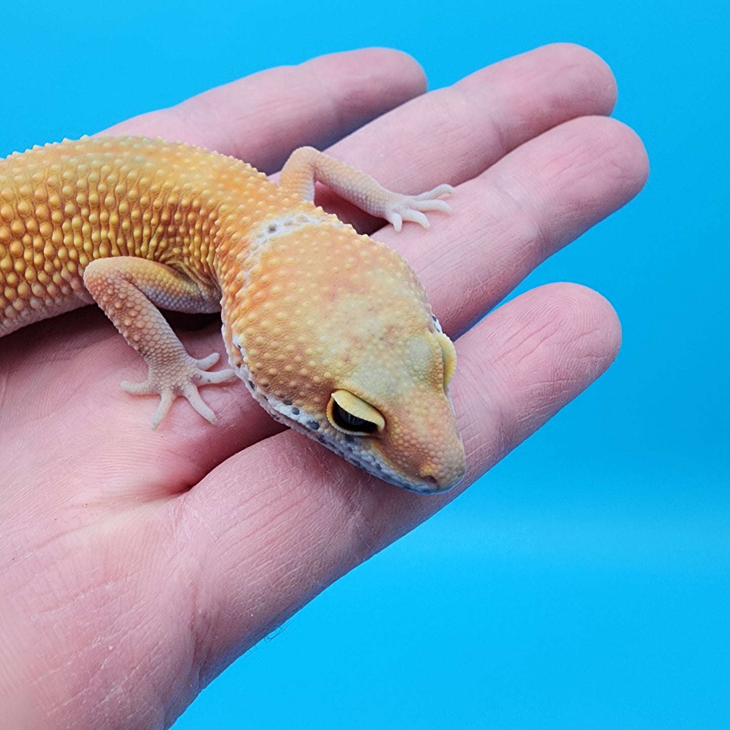 Male Giant Super Hypo Blood