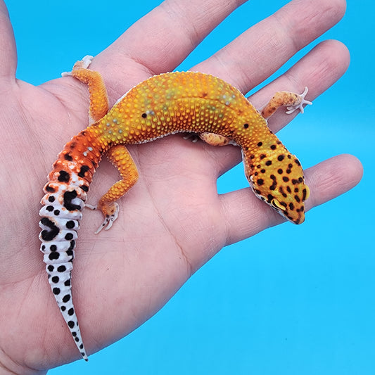 Female Red Diamond Mandarin Inferno Emerine