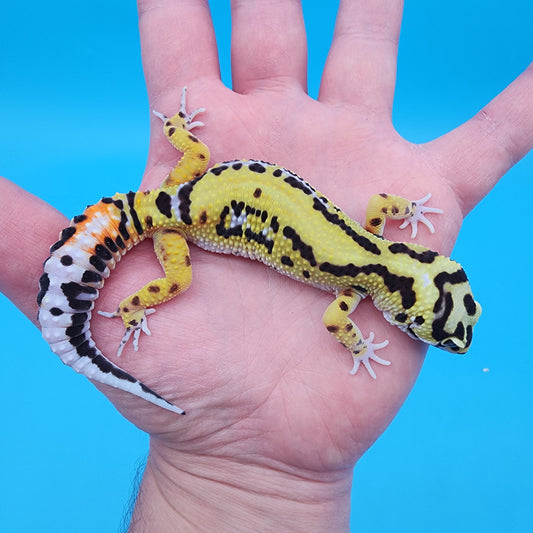 Female TBS Fire Bold Halloween Mask Bandit 100% Het Tremper Albino