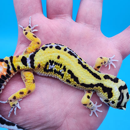 Female TBS Fire Bold Halloween Mask Bandit 100% Het Tremper Albino