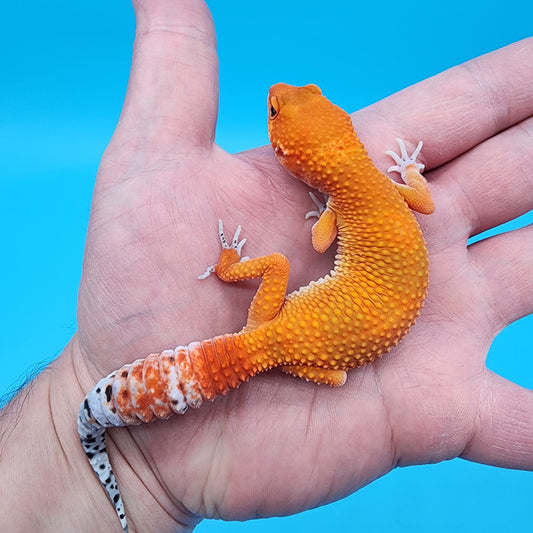 Female Mandarin Inferno 100% Het Tremper Albino