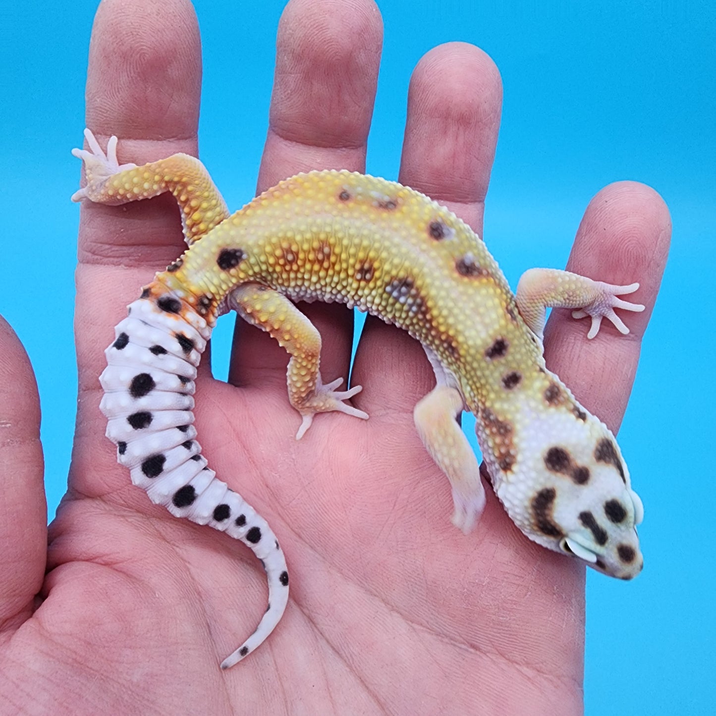 Male Hyper Xanthic Bold Turcmenicus White & Yellow