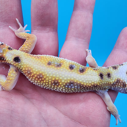 Male Hyper Xanthic Bold Turcmenicus White & Yellow