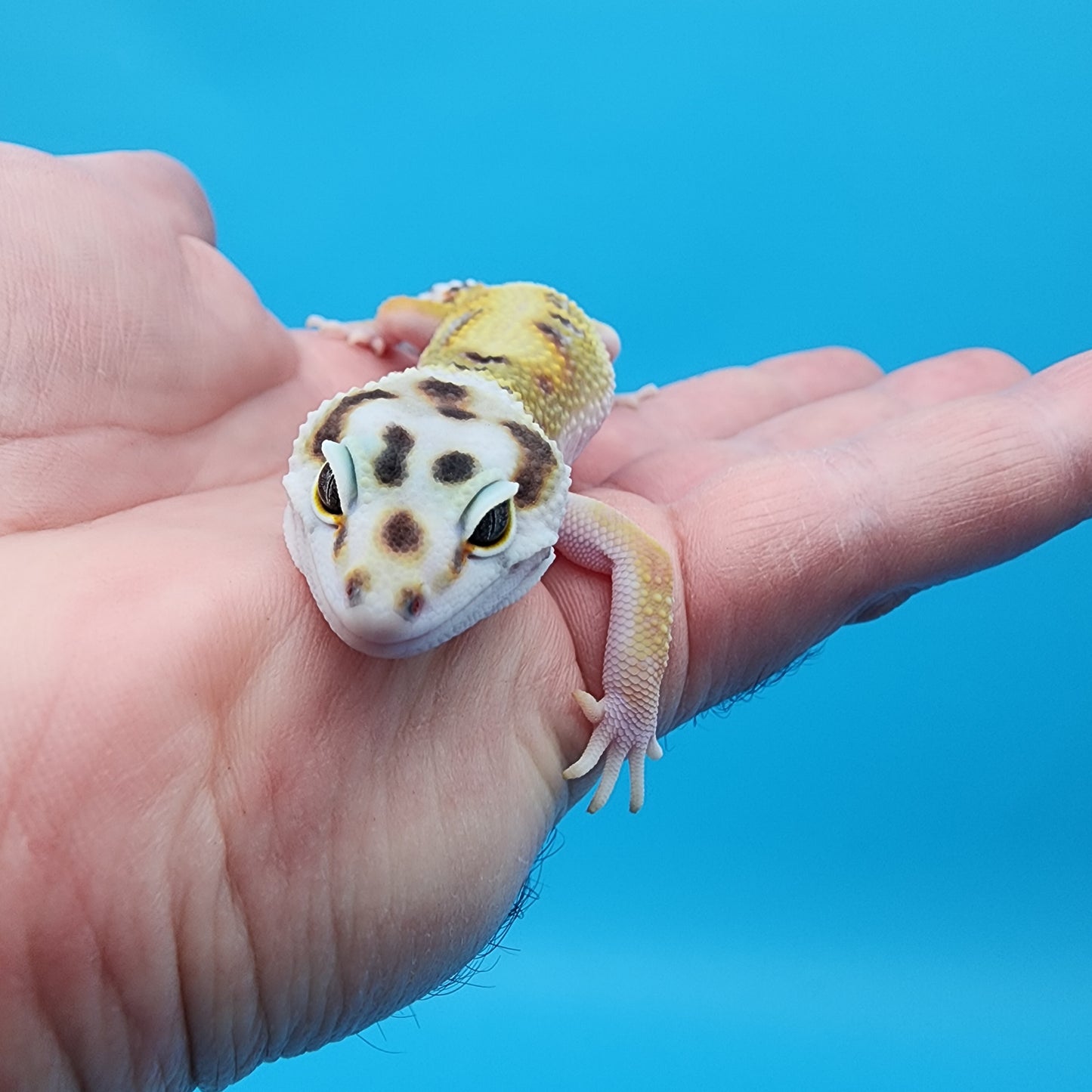 Male Hyper Xanthic Bold Turcmenicus White & Yellow