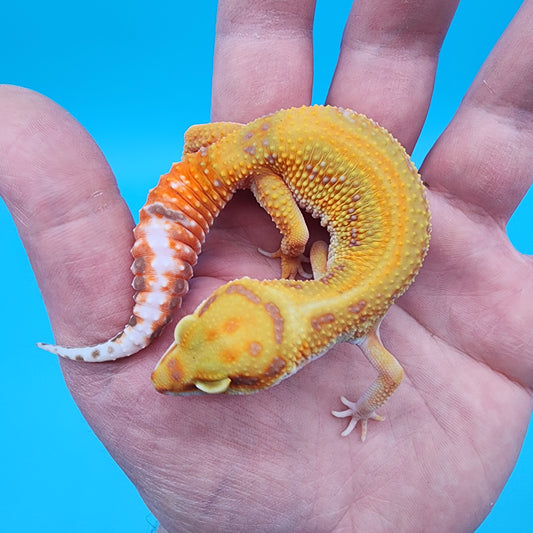 Female Mandarin Inferno Red Stripe Tremper Albino Emerine