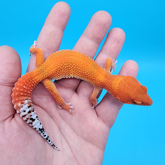 Female Mandarin Inferno 100% Het Tremper Albino