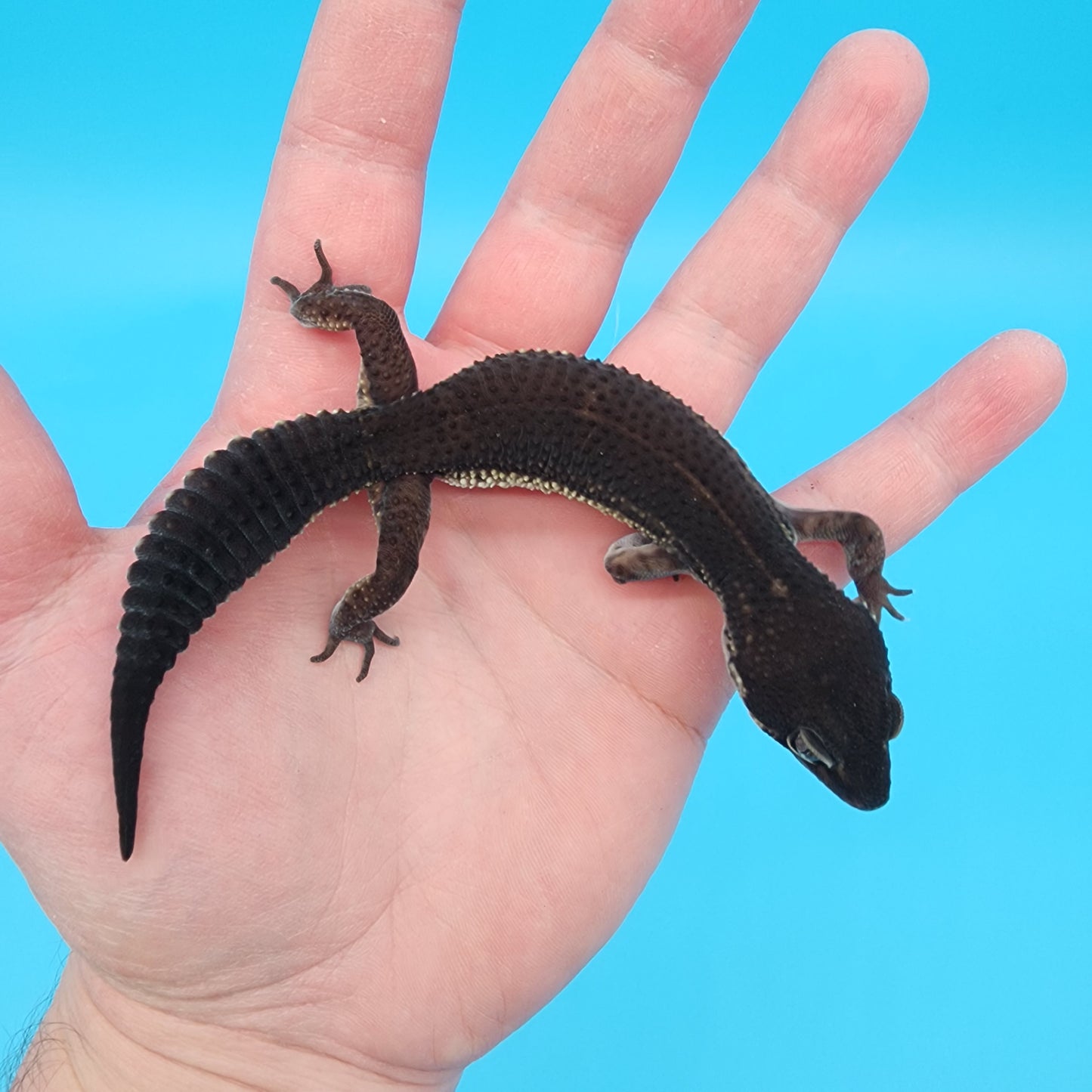 Female Black Night (S-Tier)(Pet, Slow Grower, Slight Odd leg Structure)