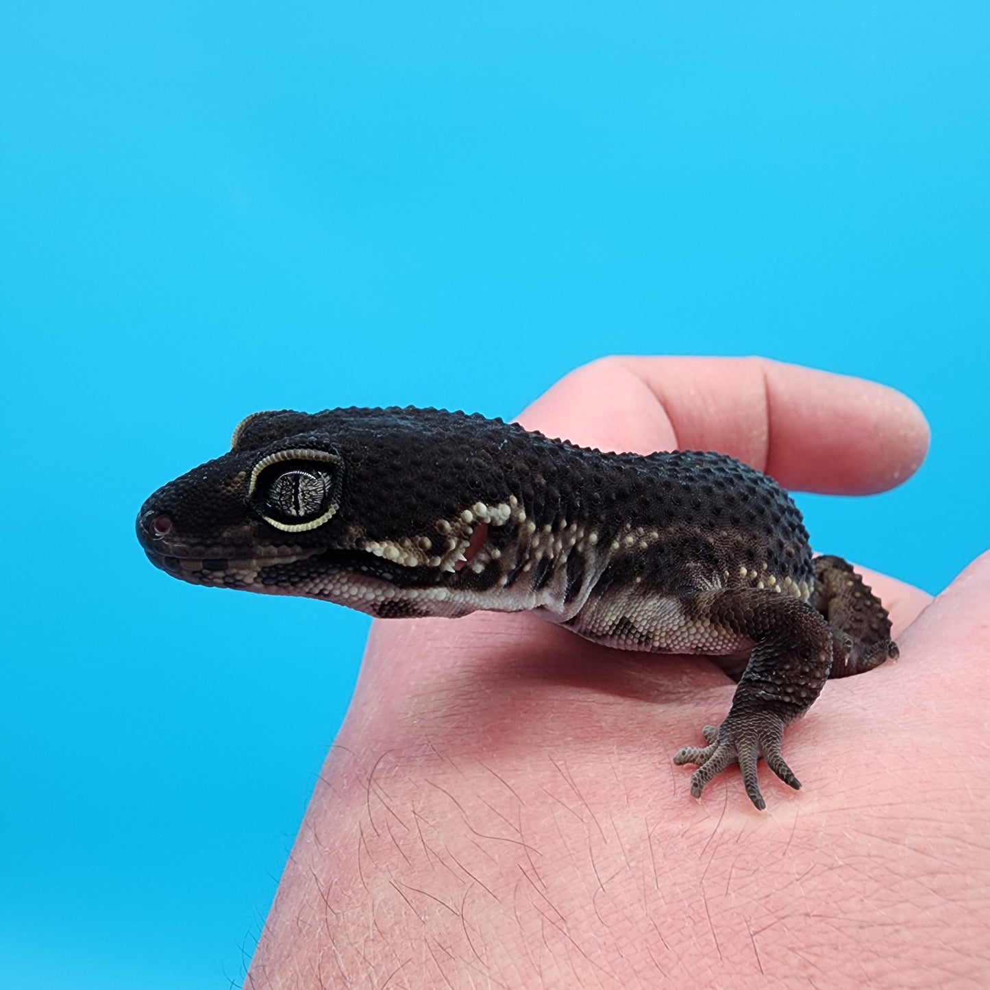 Female Black Night (S-Tier)(Pet, Slow Grower, Slight Odd leg Structure)