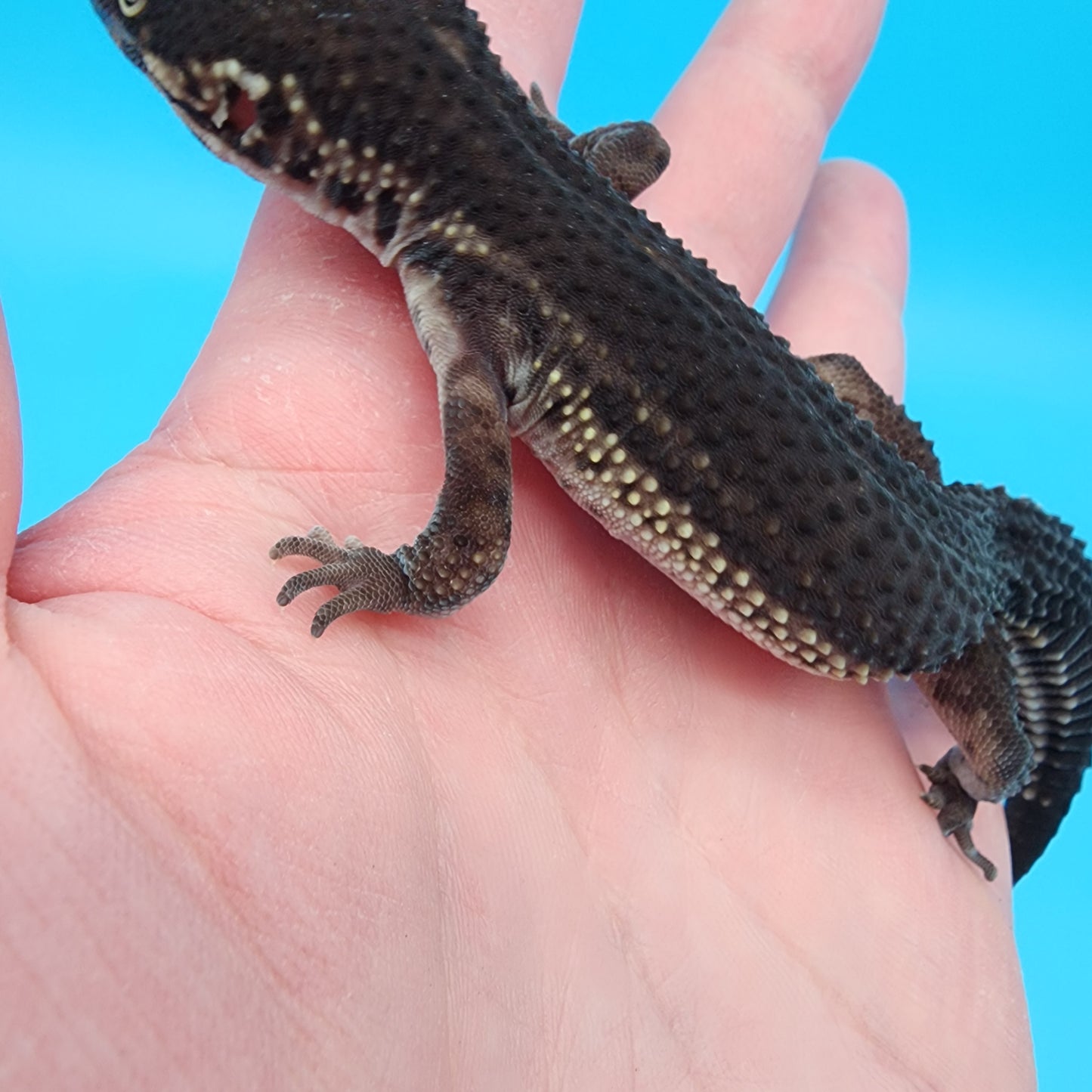 Female Black Night (S-Tier)(Pet, Slow Grower, Slight Odd leg Structure)