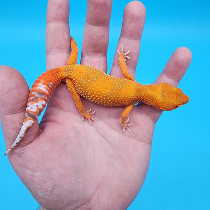 Female Mandarin Inferno Tremper Albino