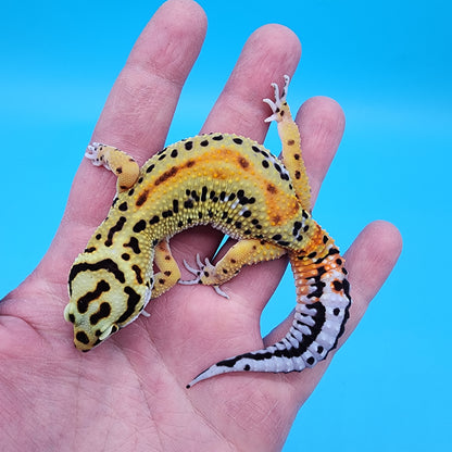 Female TBS Firebold Emerine Red Stripe Halloween Mask Bandit 100% Het Tremper Albino