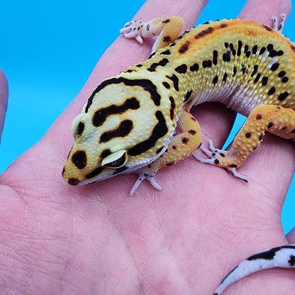 Female TBS Firebold Emerine Red Stripe Halloween Mask Bandit 100% Het Tremper Albino