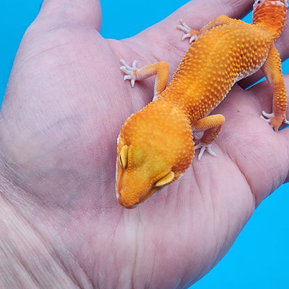 Female Super Hypo Blood Mandarin