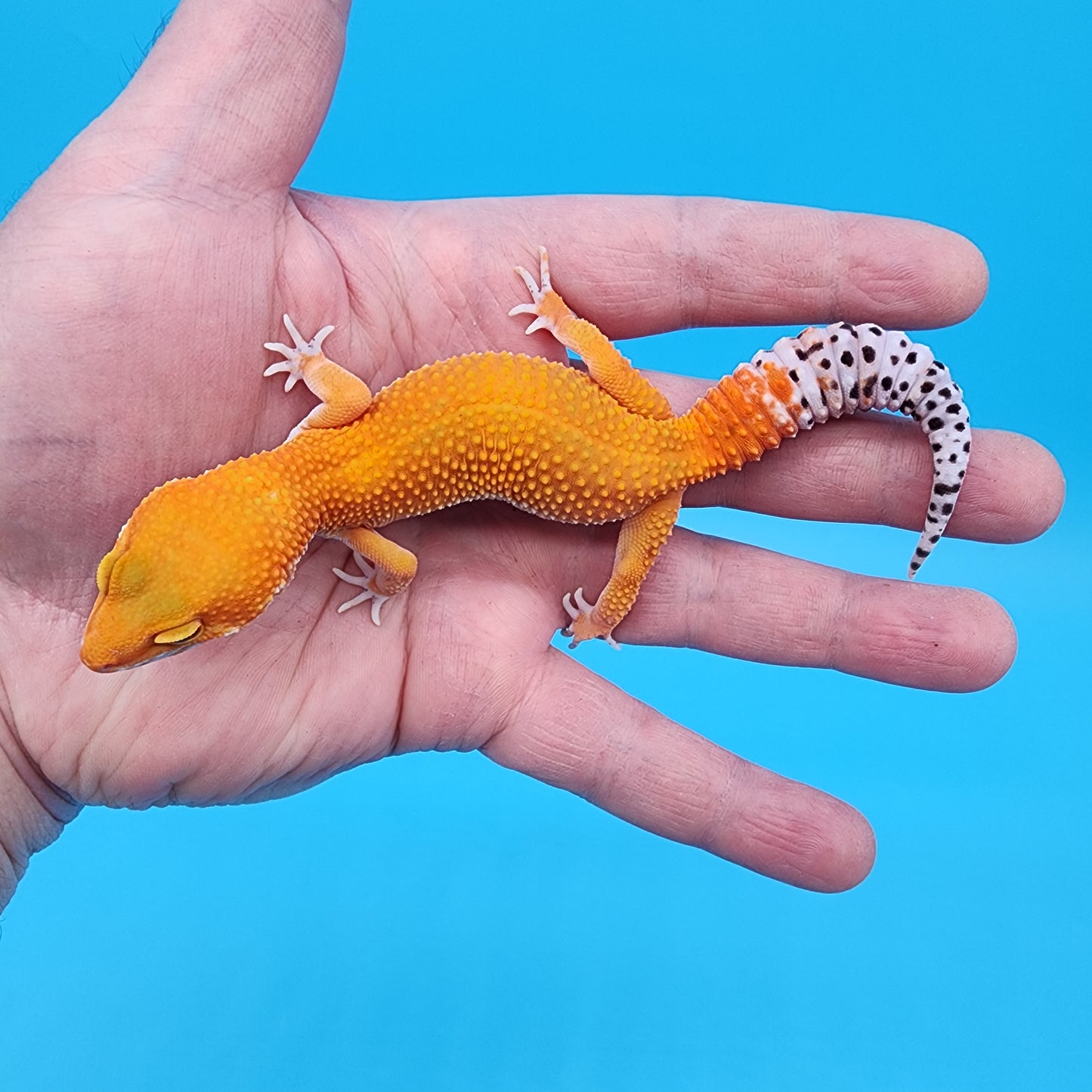 Female Super Hypo Blood Mandarin