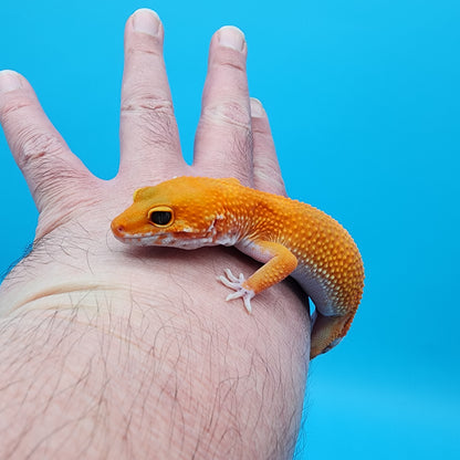 Female Super Hypo Blood Mandarin