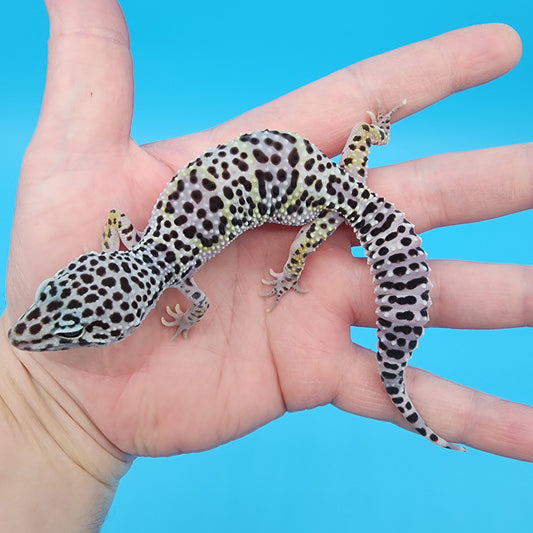 Female Fasciolatus Mack Snow Lavender Turcmenicus 100% Het Eclipse