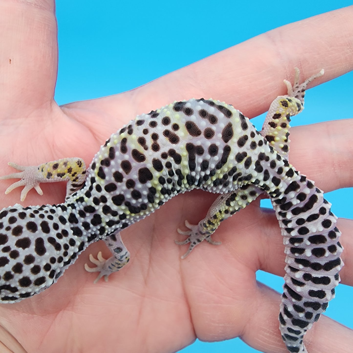 Female Fasciolatus Mack Snow Lavender Turcmenicus 100% Het Eclipse