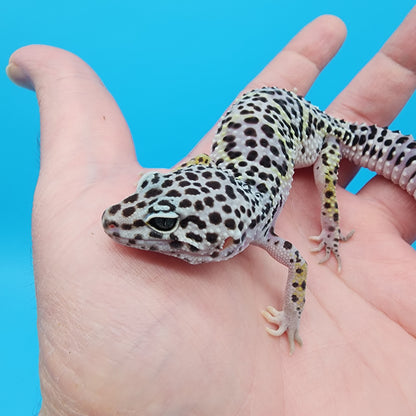 Female Fasciolatus Mack Snow Lavender Turcmenicus 100% Het Eclipse