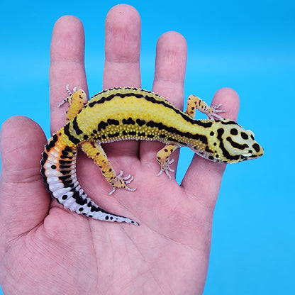 Female TBS Halloween Mask Bandit 100% Het Tremper Albino (MASSIVE SMILEY FACE!!)