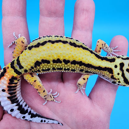 Female TBS Halloween Mask Bandit 100% Het Tremper Albino (MASSIVE SMILEY FACE!!)