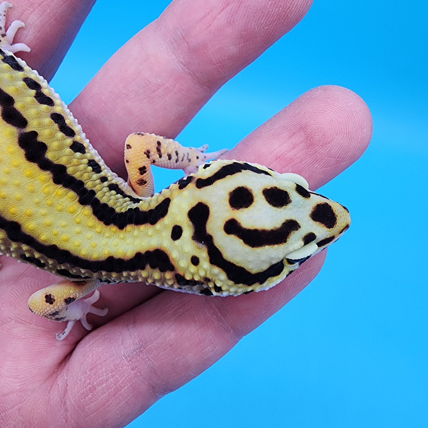 Female TBS Halloween Mask Bandit 100% Het Tremper Albino (MASSIVE SMILEY FACE!!)