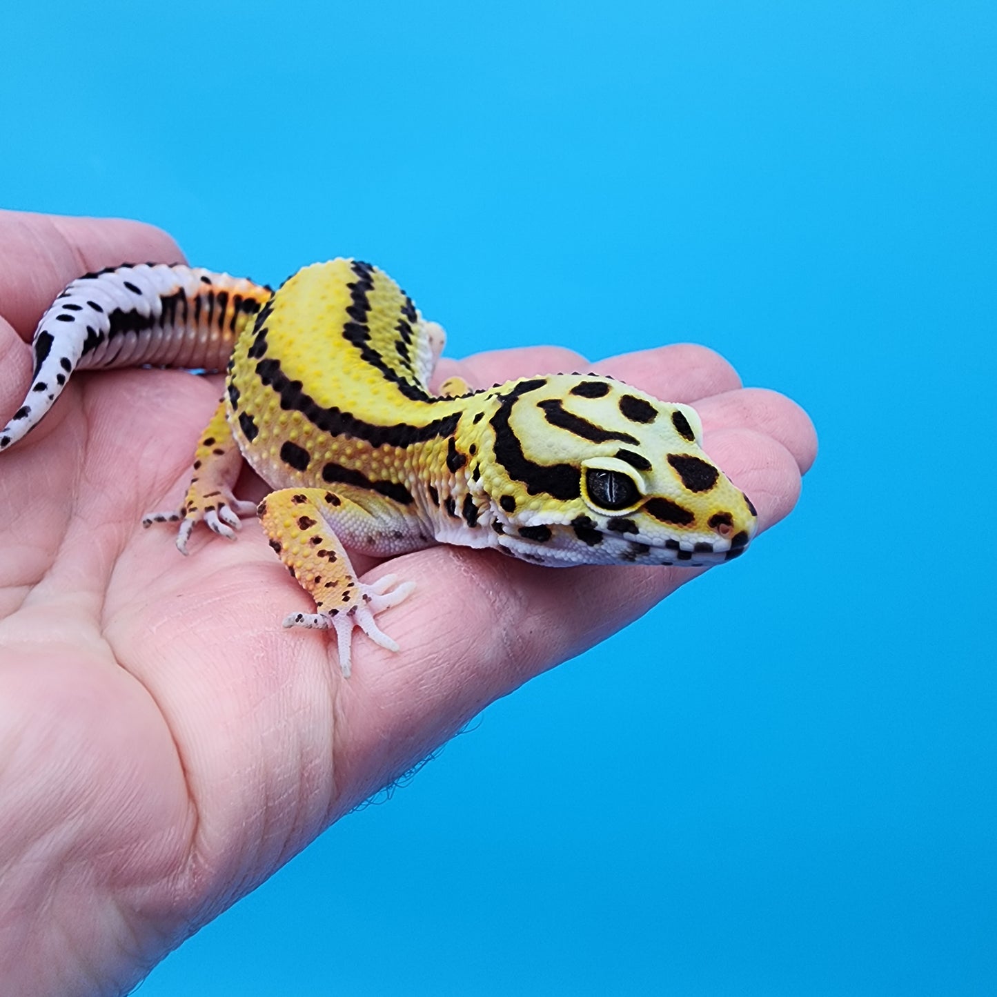 Female TBS Halloween Mask Bandit 100% Het Tremper Albino (MASSIVE SMILEY FACE!!)