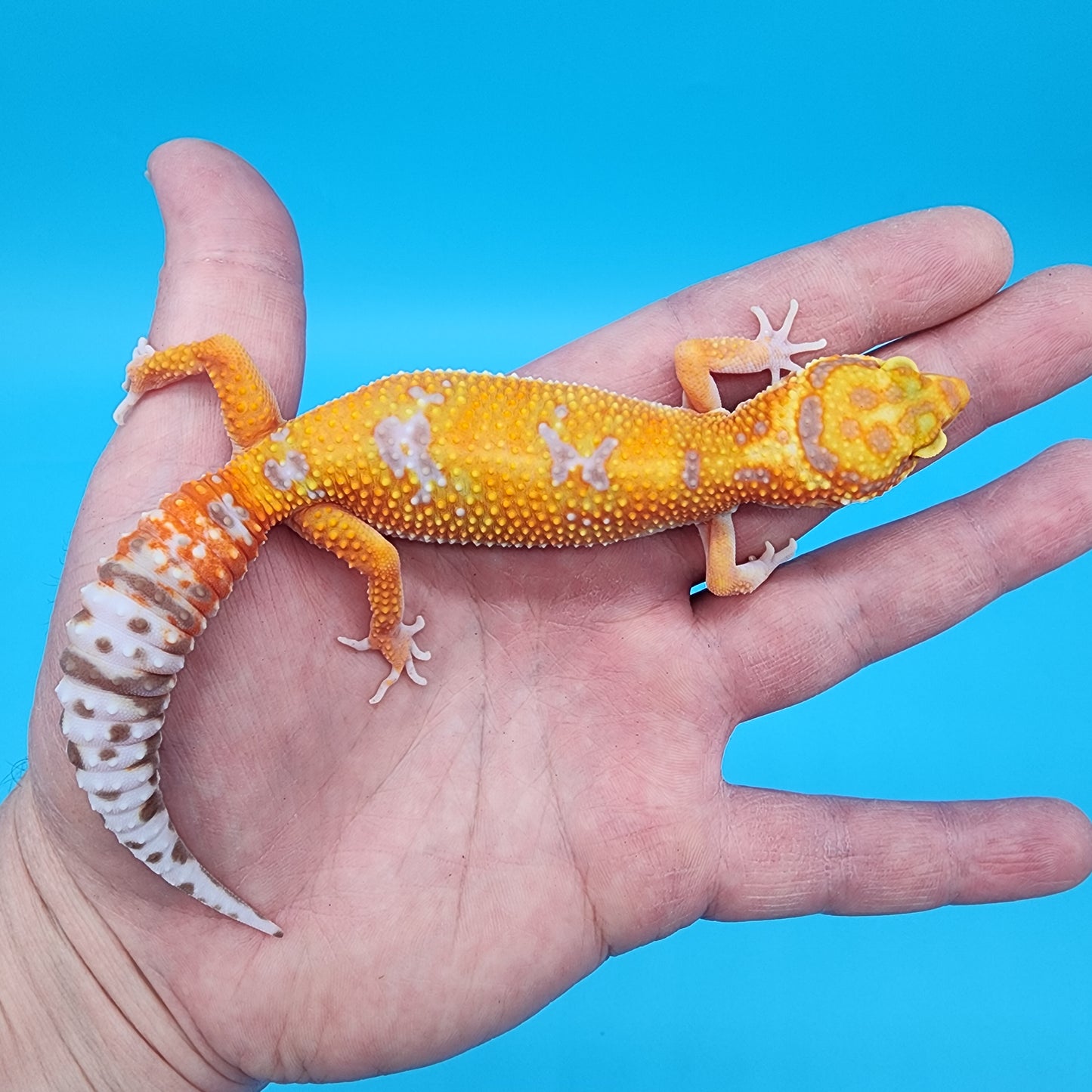 Female Mandarin Inferno Tremper Albino Emerine Possible W&Y