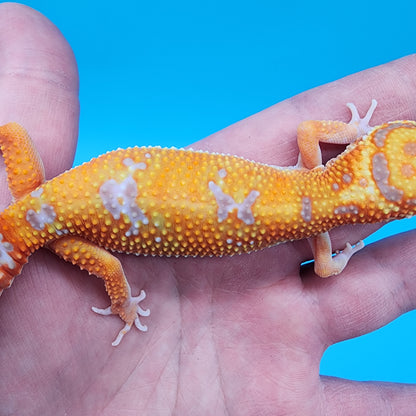 Female Mandarin Inferno Tremper Albino Emerine Possible W&Y