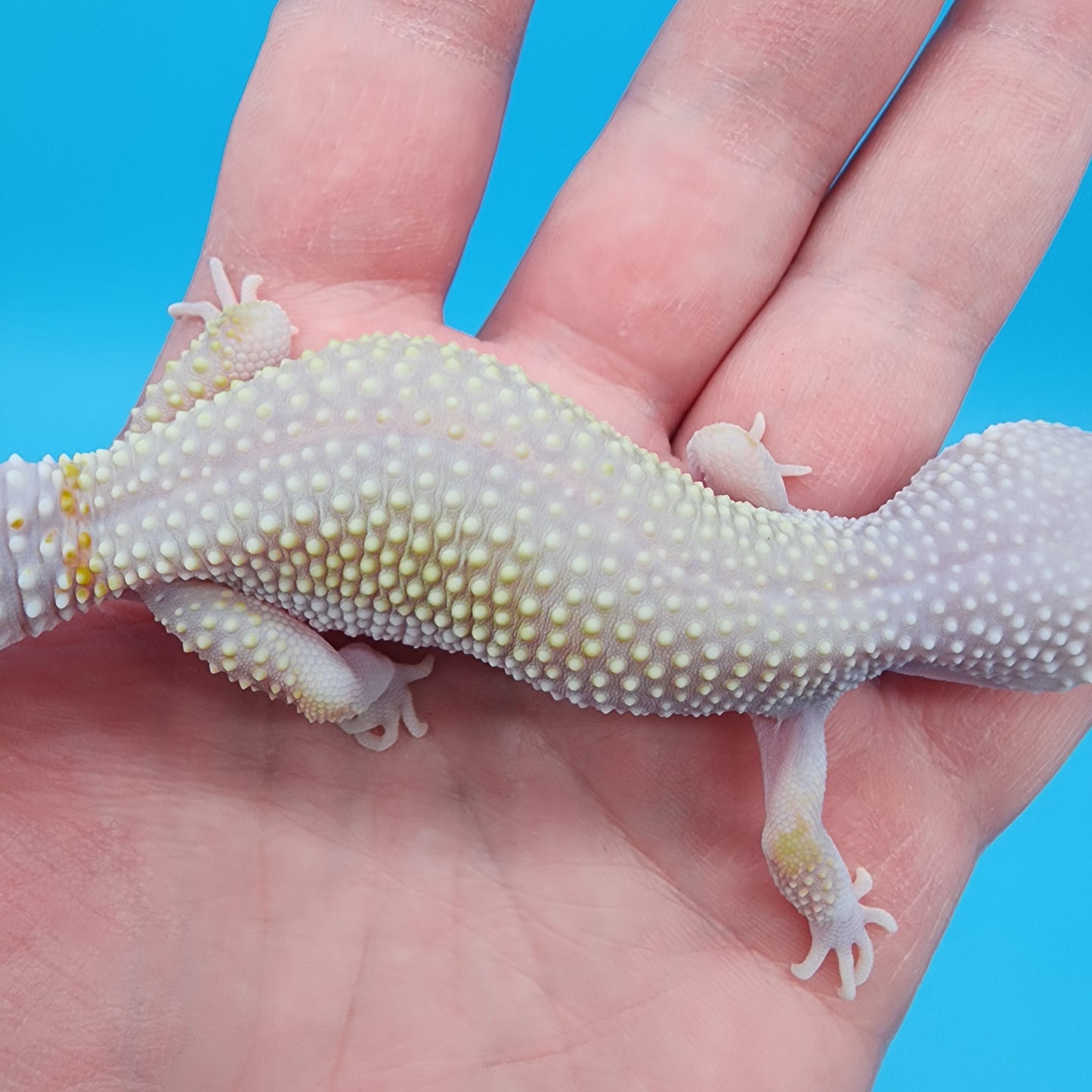 Female Afghanicus Blizzard pos Mack Snow 100% het Diablo Blanco