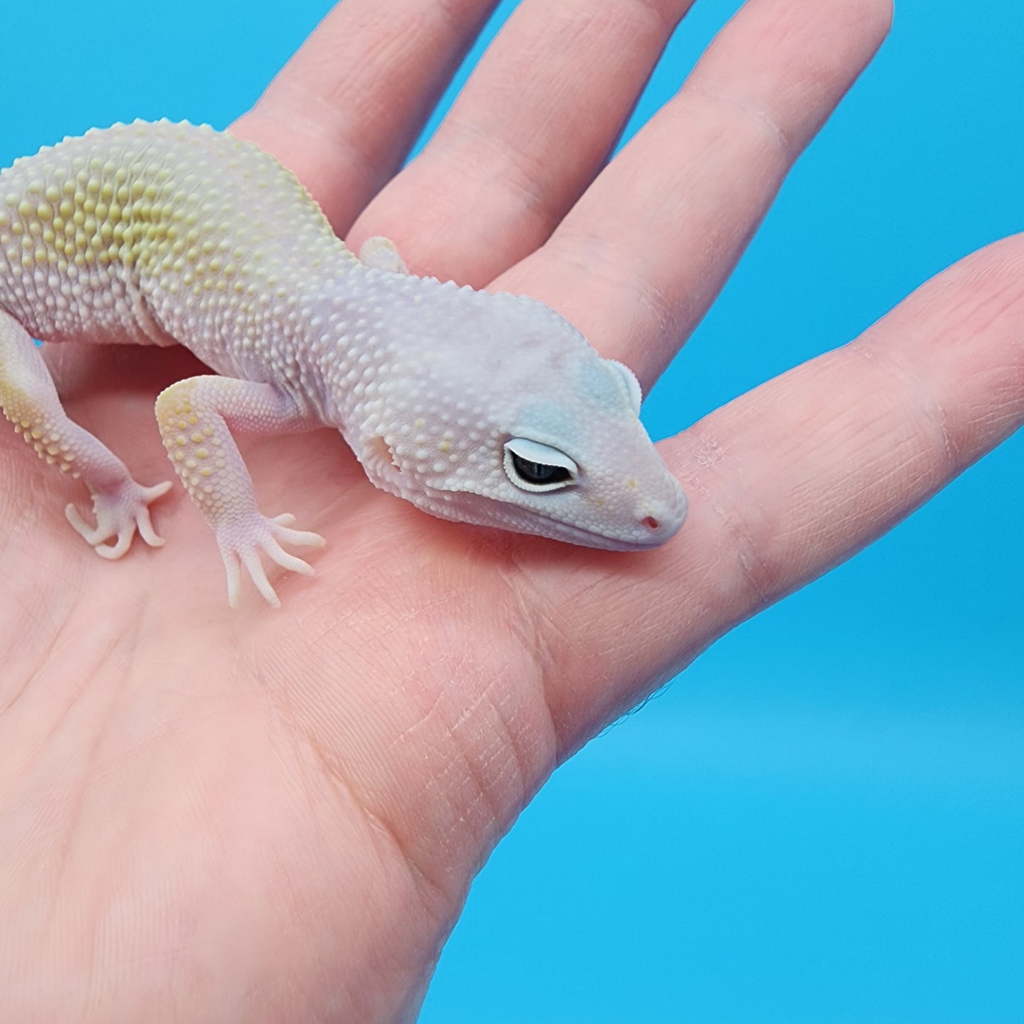 Female Afghanicus Blizzard pos Mack Snow 100% het Diablo Blanco