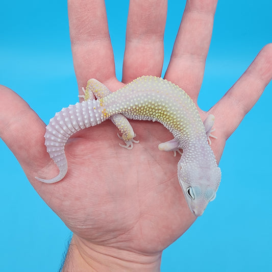 Female Afghanicus Blizzard pos Mack Snow 100% het Diablo Blanco