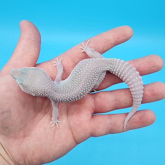 Male Afghanicus Blizzard pos Mack Snow 100% het Diablo Blanco